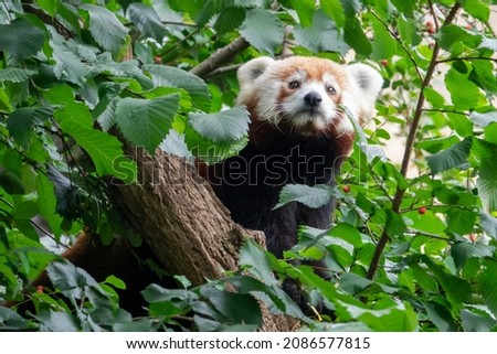 The red panda (Ailurus fulgens) is a carnivoran native to the eastern Himalayas and southwestern China.