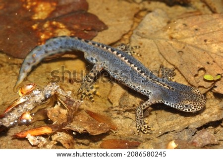 The Alpine newt (Ichthyosaura alpestris) male in a natural habitat
