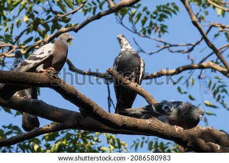 Close up picture  of wild pigeons relaxing  on a tree branch