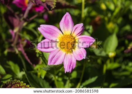 Pink  Dahlia flower with colorful green background 