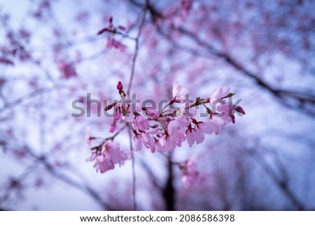 This is a picture of the cherry blossom scenery blooming in spring in Seoul, a Korean city.