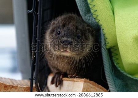 Eurasian Otter (Lutra lutra) 10 week old female cub in care.