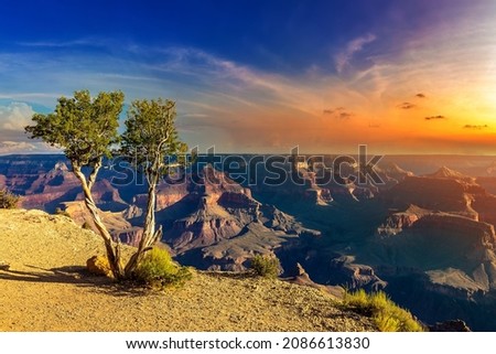 Single tree at Grand Canyon National Park at Powell Point at sunset, Arizona, USA Royalty-Free Stock Photo #2086613830