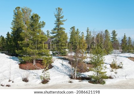 Spring landscape with trees among the melting snow.