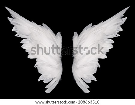 white wing isolated  on dark background  Royalty-Free Stock Photo #208663510