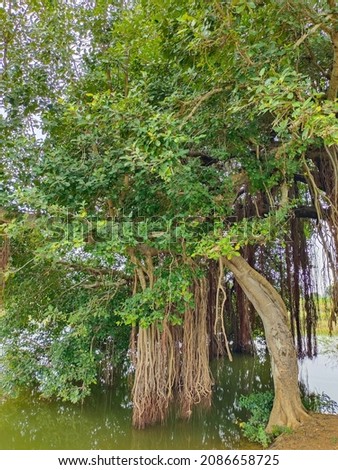 Banyans are strangler figs. They grow from seeds that land on other trees. The roots they send down smother their hosts and grow into stout, branch-supporting pillars that resemble new tree trunks. Ba