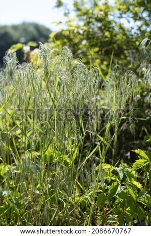 close-up of the hanging flowers of a cheatgrass with spikelets and awns and hairy leaves in bright sunlight
