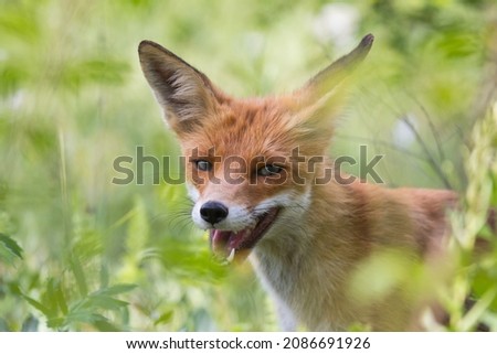 Portrait of a red fox Vulpes vulpes on a green background.