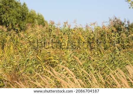 Multiple autumnal common reed close-up view with selective focus on foreground