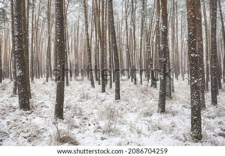 Picture of a winter forest during heavy snowfall.