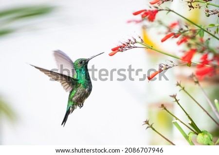 Young male Blue-chinned Sapphire hummingbird, Chlorestes notata, feeding on red Antigua Heath flowers with a white background. Royalty-Free Stock Photo #2086707946