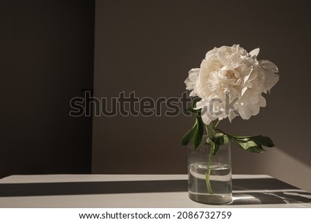 Aesthetic luxury flowers composition. Elegant delicate white peony flower in glass vase casting sunlight shadow on white table