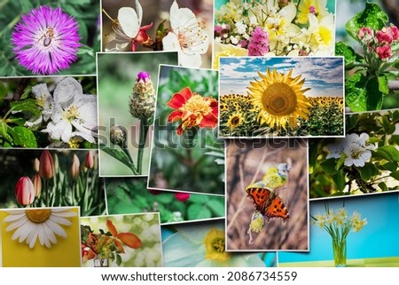 Pictures of different flowers, mosaic of photographs. All photos made by myself, you can find them separately in my portfolio Royalty-Free Stock Photo #2086734559