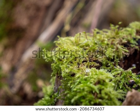 Green moss on the tree, trees covered with moss. High quality photo