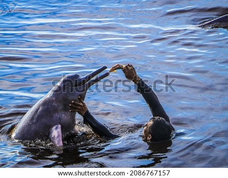 The Amazon porpoise in a natural habitat being fed on fish supplied by man.
