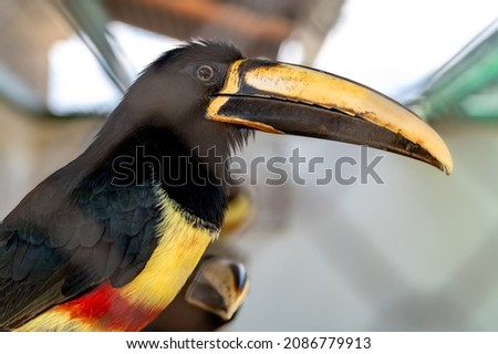 The toucan sits on a tree branch on a light background.