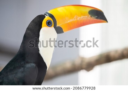 Tuco toucan sits on a tree branch on a light background. Portrait of a toucan with a large yellow beak