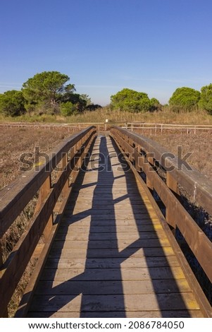 Wooden walkway in the middle of the lagoon with the background of pine forest and the blue sky. Bike path in the park of Porto Caleri, Rosolina, Italy. Autumn landscape. Vertical image.