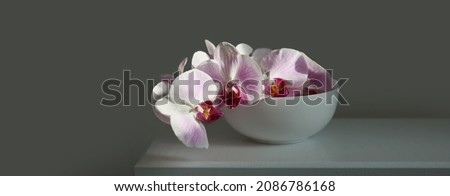 Pink phalaenopsis orchid flower in white bowl on gray interior. Minimalist still life. Light and shadow nature horizontal long background with copy space.