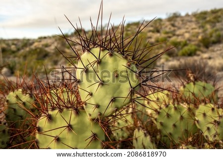 Long Dark Needles of a Prickly Pear Cactus in the Big Bend desert Royalty-Free Stock Photo #2086818970