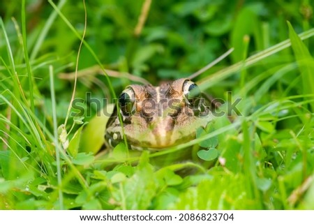 A sub-adult Indian bull frog resting in the grass undergrowth of Hingara on the outskirts of Agumbe, Karnataka