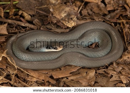 A Blue Racer found under cover on a warm fall day in Michigan. This species has a large range across the eastern United States with many subspecies. This subspecies is known to have a blue tinge.  Royalty-Free Stock Photo #2086831018