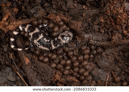After breeding female Marbled Salamanders will remain with their eggs until winter rains bring water levels high enough to inundate the eggs cauing them to hatch.