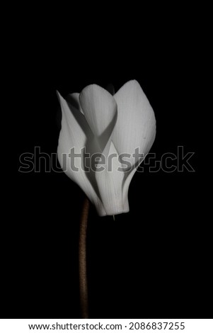 White flower blossom close up background cyclamen hederifolium family primulaceae high quality big size print