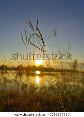 Picture of grass blooming in the early morning