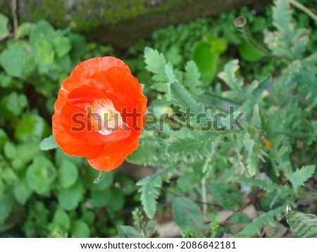 
Red poppy the most beautiful flower in Brazil