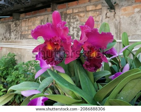 Picture of pink purple orchids flower