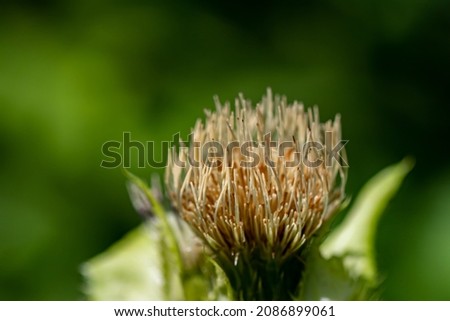 Cirsium oleraceum flower growing in field, macro