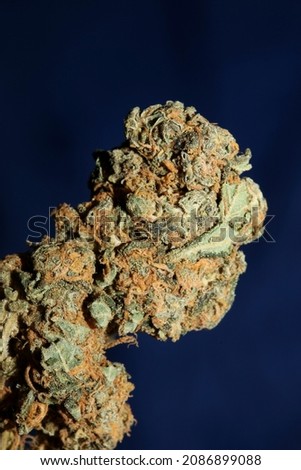Cannabis sativa big bud family cannabaceae close up modern background high quality big size print