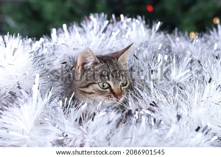 Close-up of a Kitten. Little gray Cat sitting on the background of the Christmas tree. Pet care. Greeting card. Garland. Tabby. Happy New Year. Merry Christmas. Beautiful Cat with green eyes 