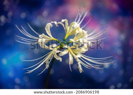 Lycoris radiata flower, autumn season image