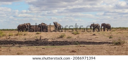 landscape picture of bull elephants et a watering point