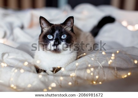 Cut cat lying on bed at cozy home