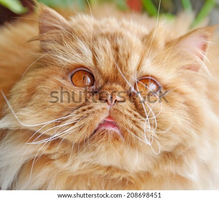Close up picture of a red funny persian cat