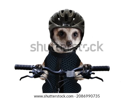 Funny meerkat cyclist wearing a protective helmet sitting on a bicycle isolated on a white background
