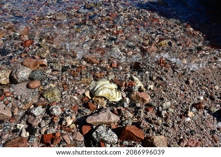 The seashore with stones of different rocks, size and color. A large shell on the stones
