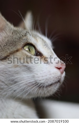 Home pets cat closeup pic