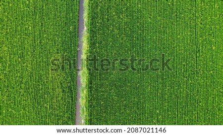 Endless view of green paddy field in Sekinchan