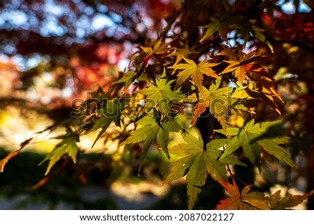 Japanese maple leaves catching the late autumn light.