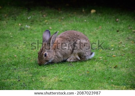 The hare sits on the grass in the middle of the frame and eats the grass. The foreground and background are blurred