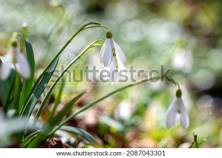 Lovely white snowdrop or galanthus flowers growing in the wild nature, beautiful springtime sunny outdoor background with sparkles, early spring in Europe