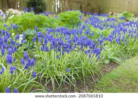 Grape hyacinth flowers (Muscari Armeniacum), bulb plants flowering in spring in a UK garden flowerbed Royalty-Free Stock Photo #2087065810