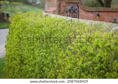 Privet hedge outside UK garden, ligustrum vulgare (wild privet) Royalty-Free Stock Photo #2087068429