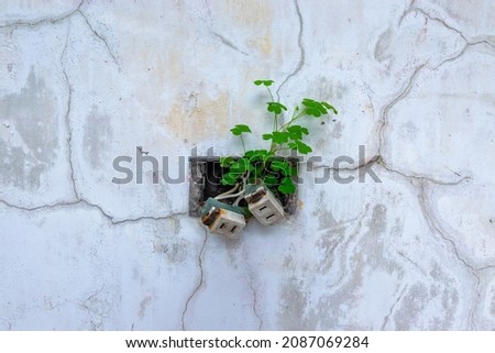 Adorable plants growing from the wall with electrical outlet, in an abandoned old house, in Keelung, Taiwan.