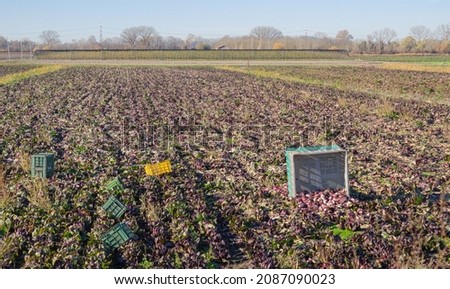 Organic radicchio production in Veneto, Italy. Chioggia radicchio field with plants ready for harvest and plastic crates.