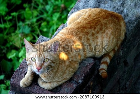 YELLOW CAT PIC AT WALL OUTDOOR (SOME GREEN BACKGOUND)